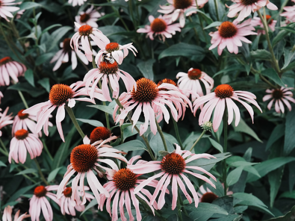 에키나포스 푸르푸레아