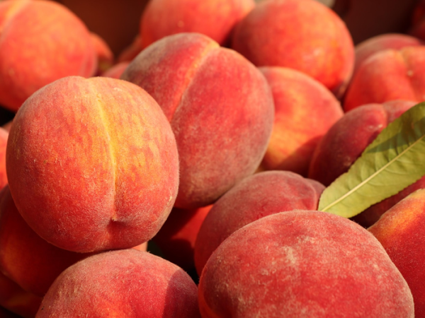 복숭아