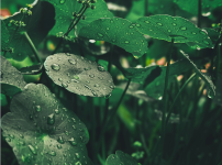 병풀, 호랑이풀, 시카, 센텔라 아시아티카