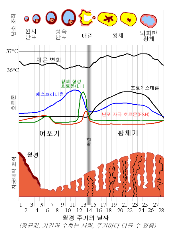 생리주기표