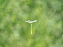 꽃가루