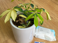 물티슈와 소독용 솜으로 벌레 없애기