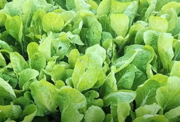 얼갈이 배추