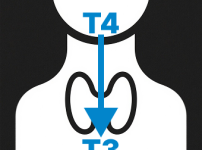 T4호르몬을 활성 형태인 T3으로 바꾸어주는 레보티록신