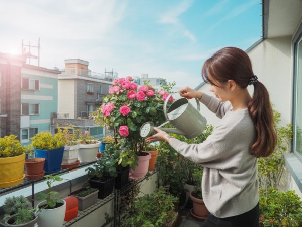 베란다에서 원예활동을 하는 여성