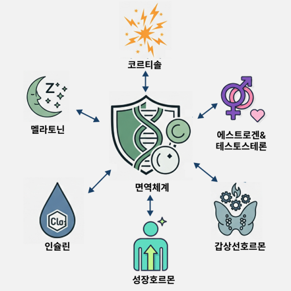 호르몬과 면역의 관계