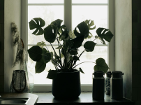 부엌에 있는 초록 식물