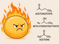 지방세포가 케톤 생성을 하는 방법