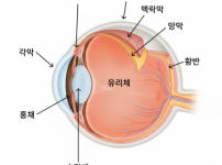 눈의 구조