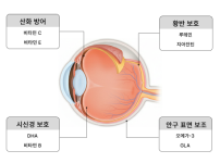 눈 건강에 필요한 복합 성분