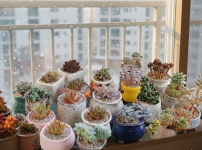 겨울철 다육이 관리하는 방법